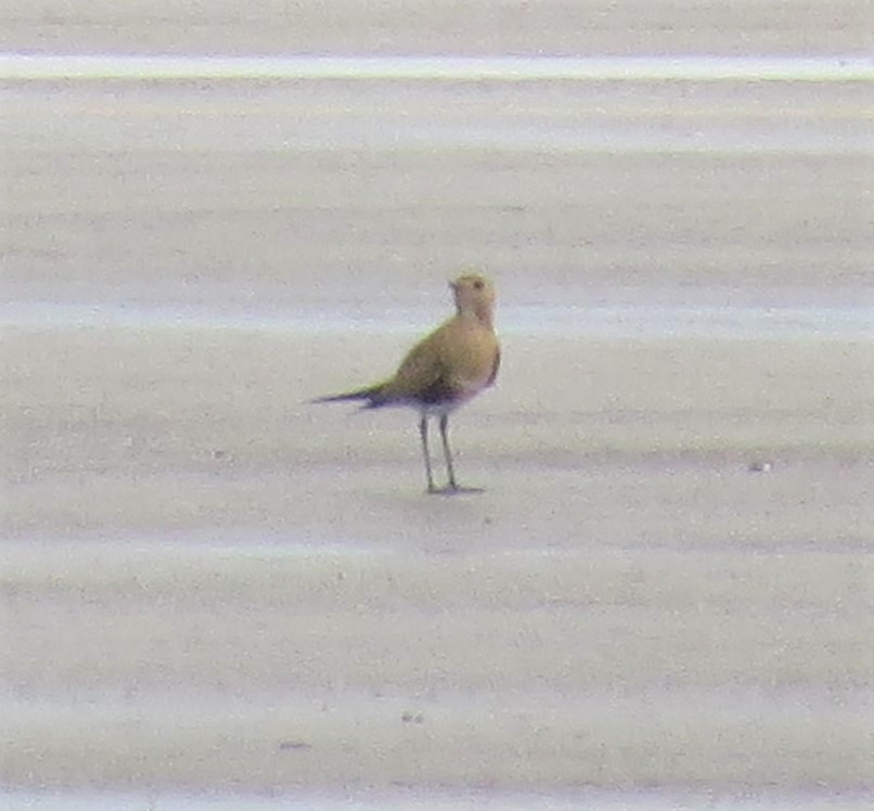 Australian Pratincole - ML711341