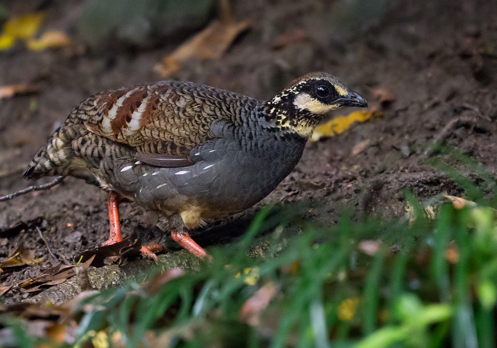 Taiwan Partridge - Lars Petersson | My World of Bird Photography