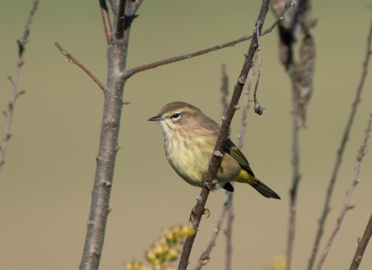 Palm Warbler - ML71134251