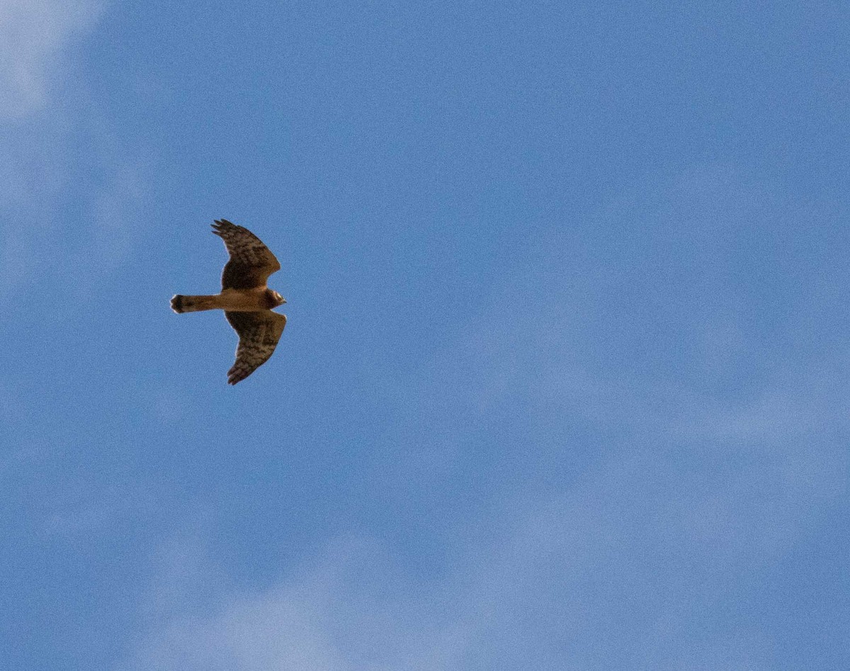 Northern Harrier - Braden Collard