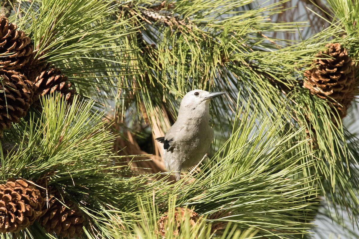 Clark's Nutcracker - ML71135121