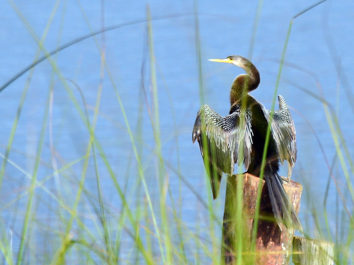 Anhinga - Charles Hundertmark