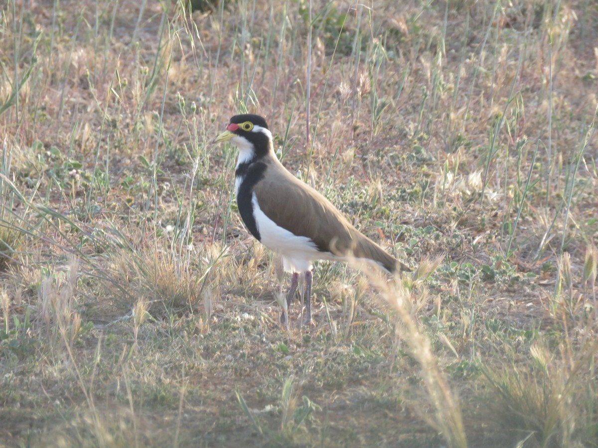 Avefría Tricolor - ML71137011