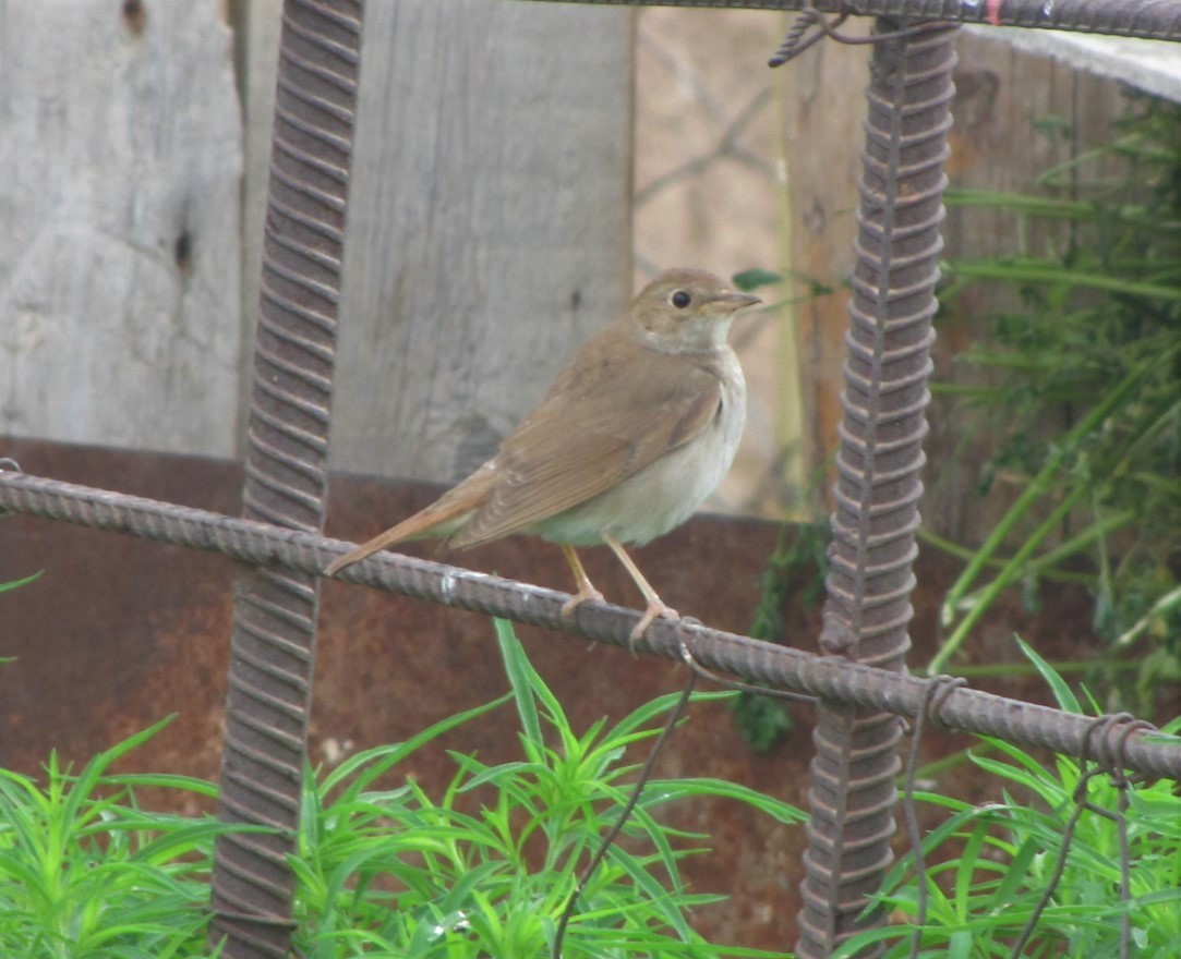 Common Nightingale (golzii) - ML711384