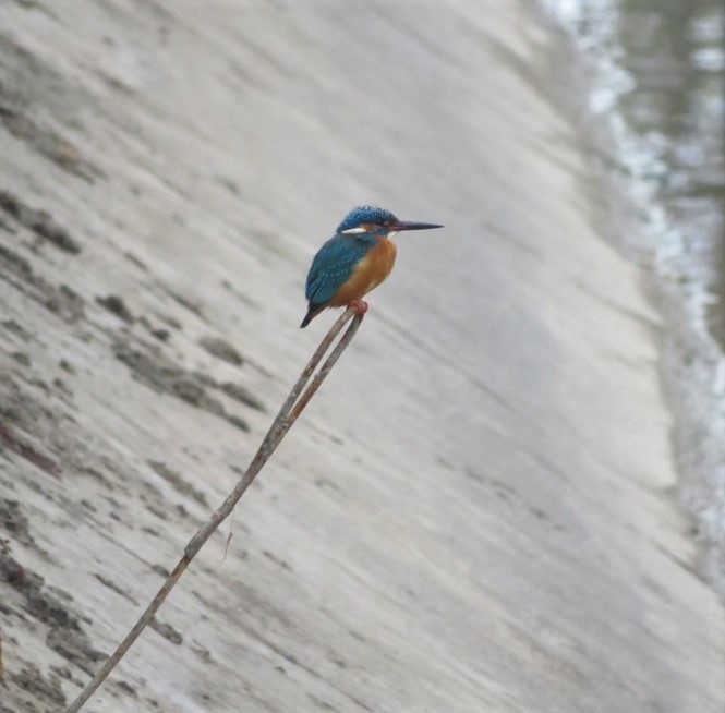 Common Kingfisher (Common) - ML711387