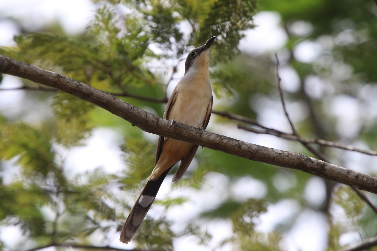 Dark-billed Cuckoo - ML71139801