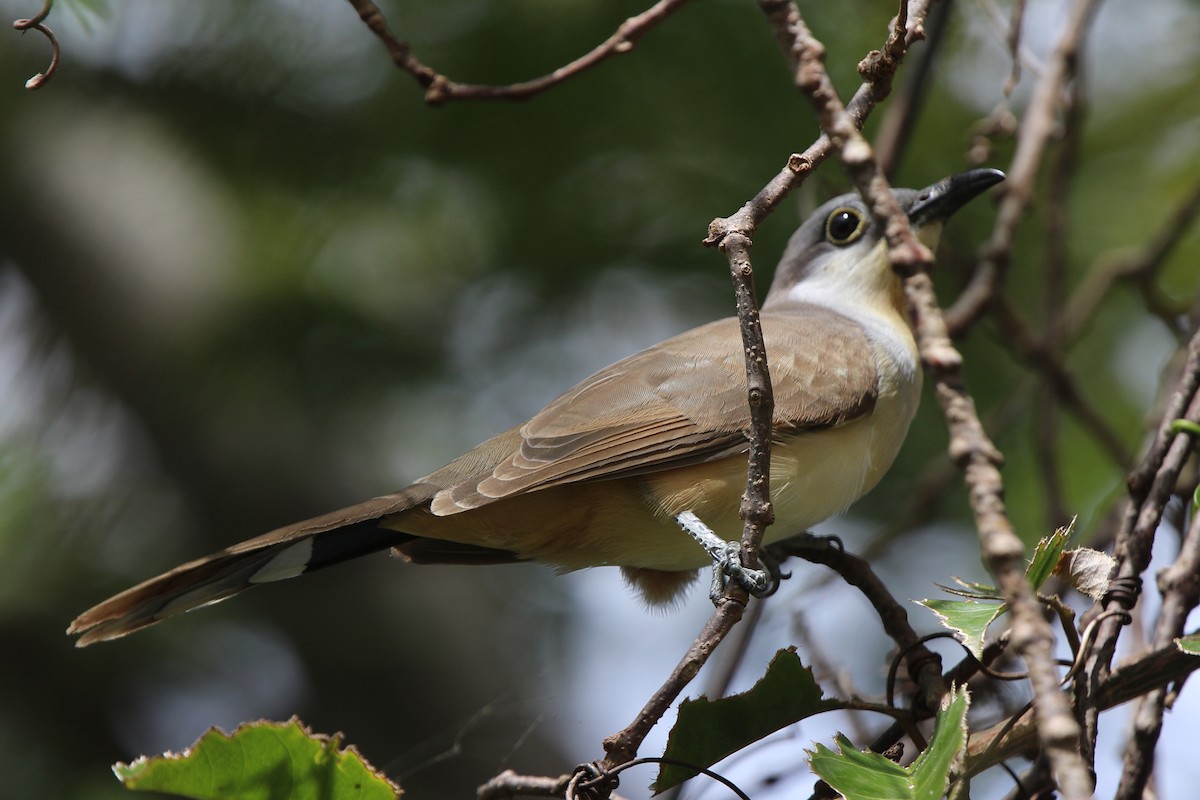 Dark-billed Cuckoo - ML71140101