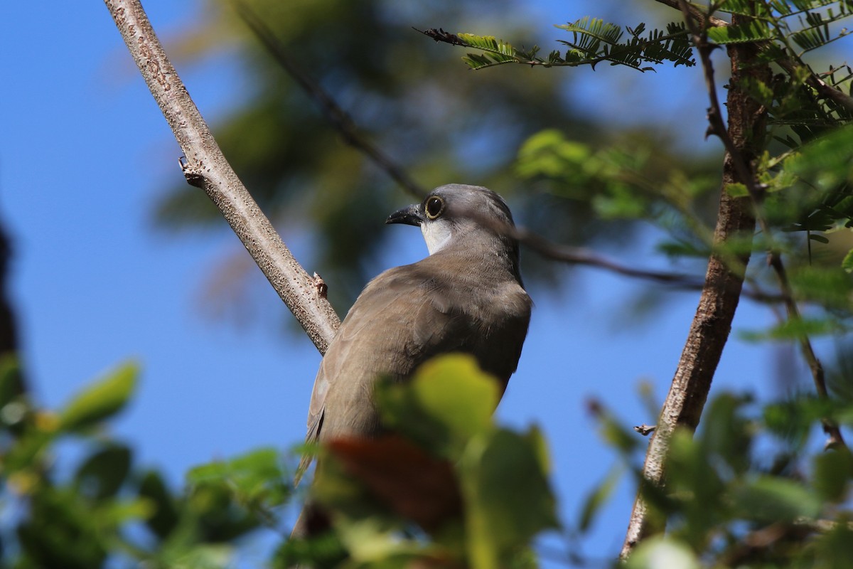 Dark-billed Cuckoo - ML71140121