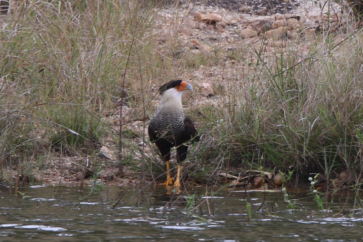 Crested Caracara (Southern) - ML71140141