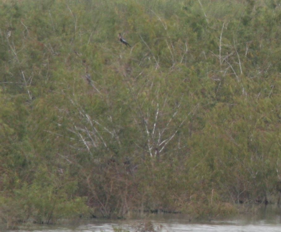Anhinga - ML71140371