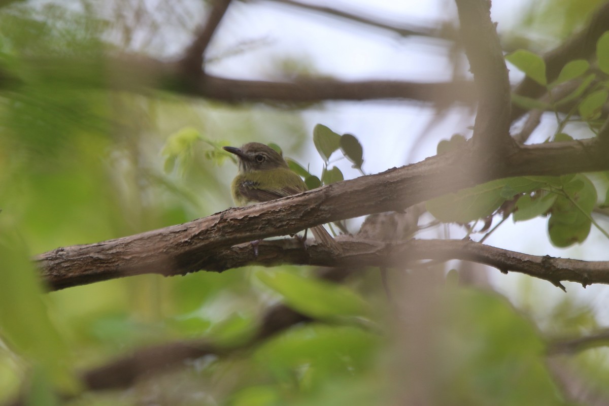 Stripe-necked Tody-Tyrant - Ian Thompson