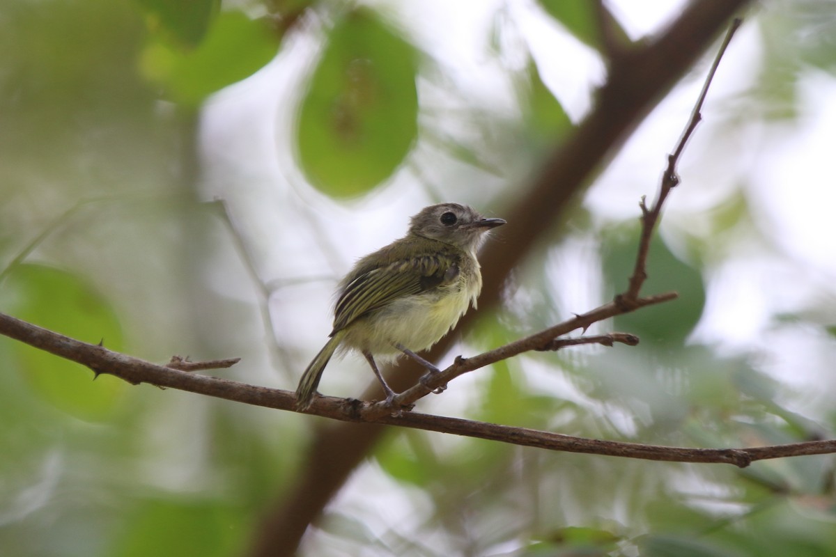 Stripe-necked Tody-Tyrant - ML71140441