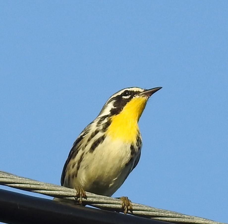 Yellow-throated Warbler - Erika Gates