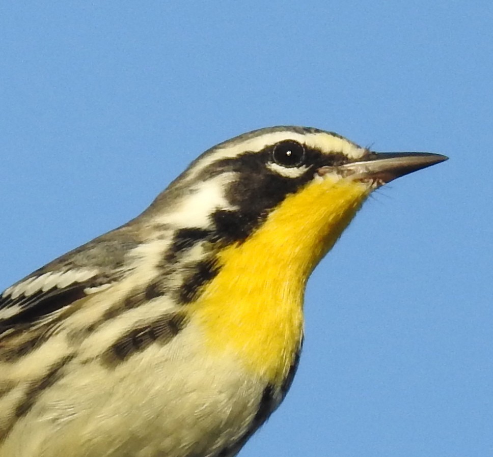 Paruline à gorge jaune - ML71140581