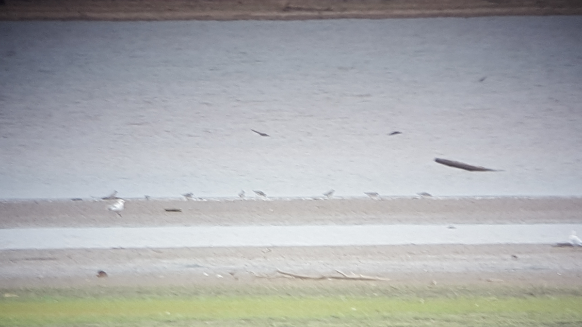 Black-bellied Plover - ML71140961