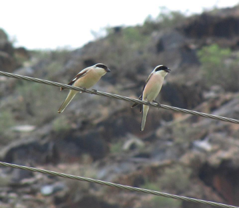 Lesser Gray Shrike - ML711410