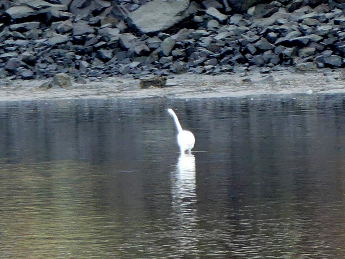 Great Egret - Philip Dickinson