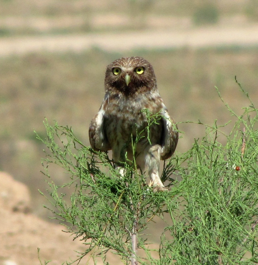 Little Owl (Hutton's) - ML711418