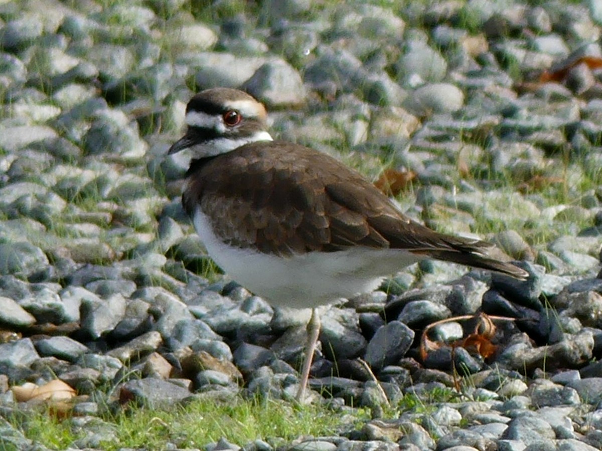 Killdeer - ML71142311