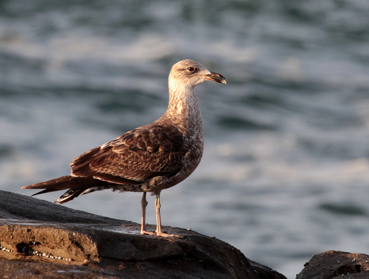 taremåke - ML71142371