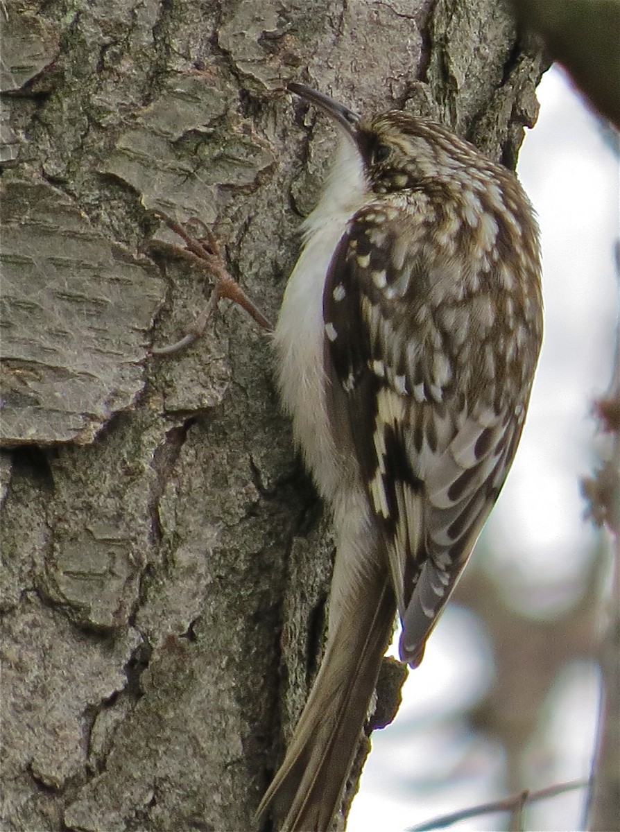 Brown Creeper - ML71142441