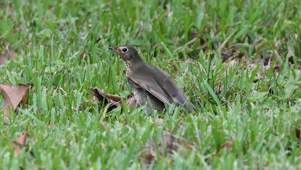 Swainson's Thrush - ML71142811