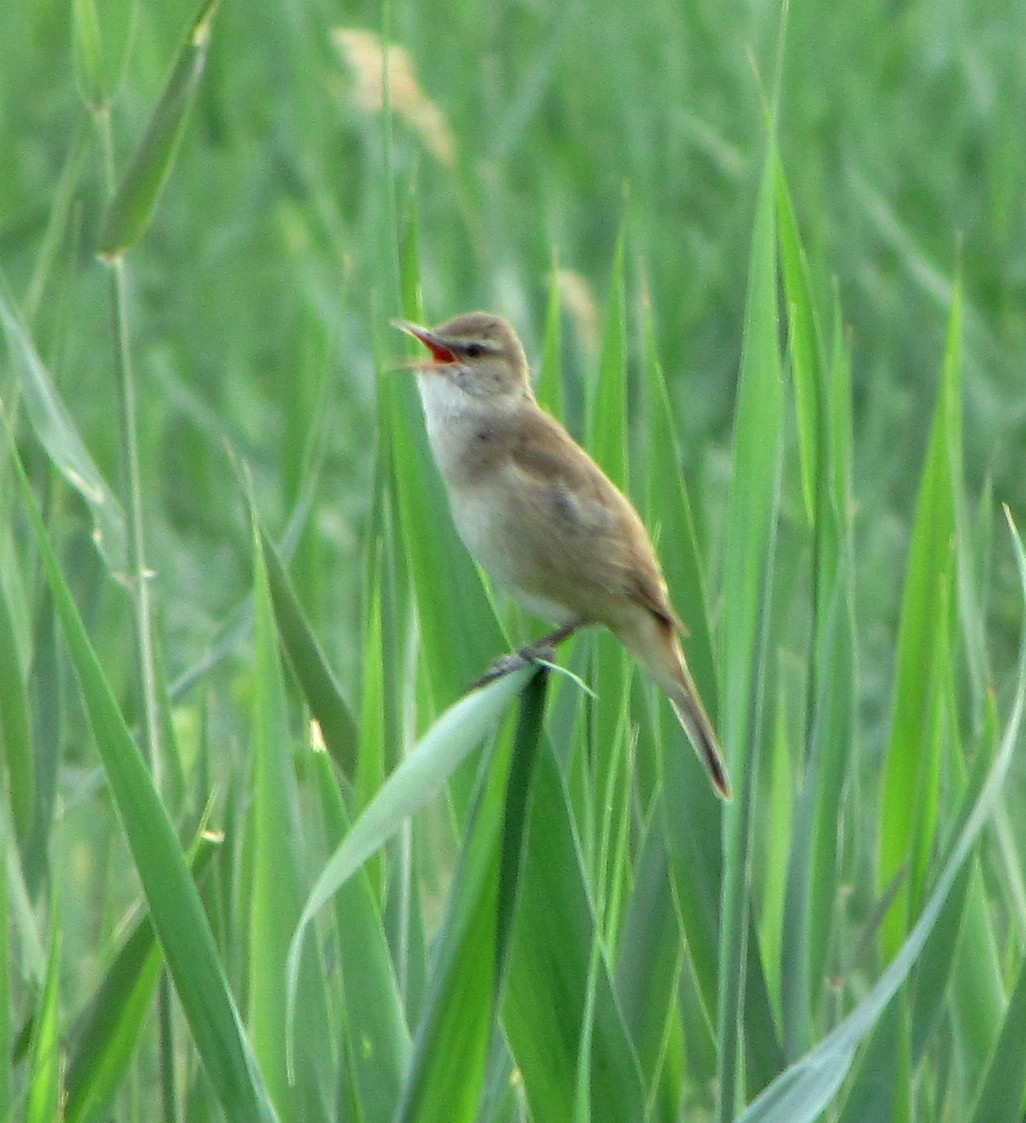 Paddyfield Warbler - ML711432