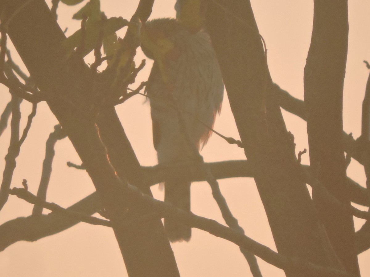 Sharp-shinned Hawk - ML71144001