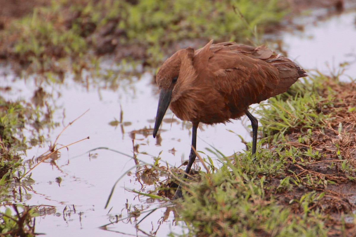 Hamerkop - ML71144761