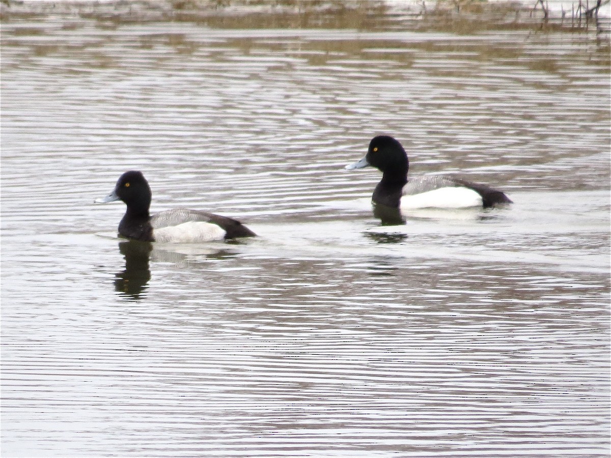 Greater Scaup - Benjamin Murphy