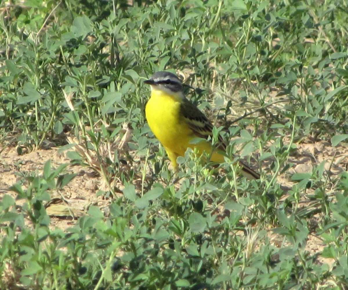 Western Yellow Wagtail (beema) - ML711460