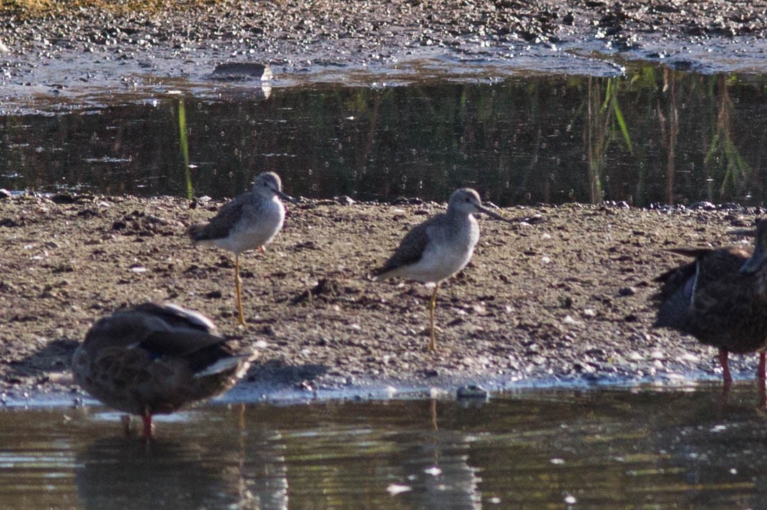 Greater Yellowlegs - ML71146181