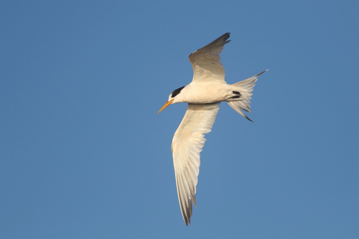 Elegant Tern - ML71147511