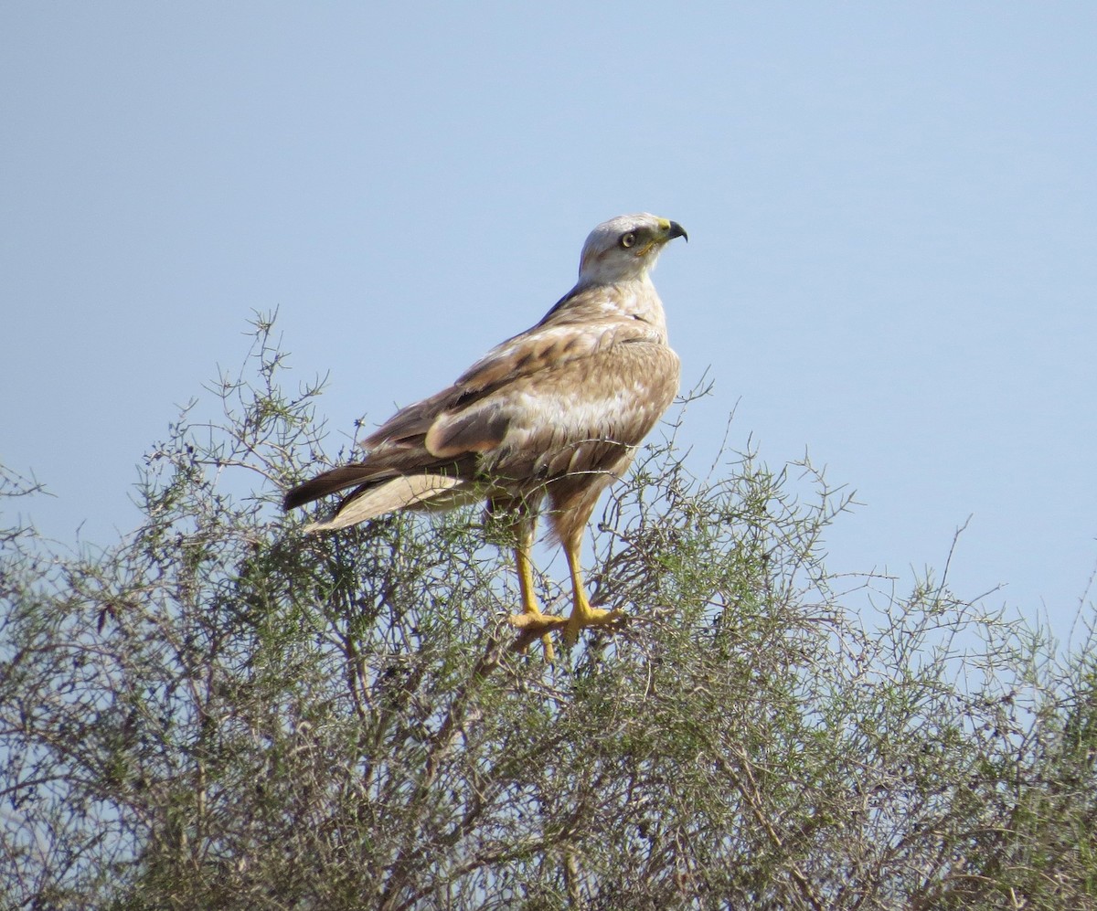 Long-legged Buzzard (Northern) - ML711482