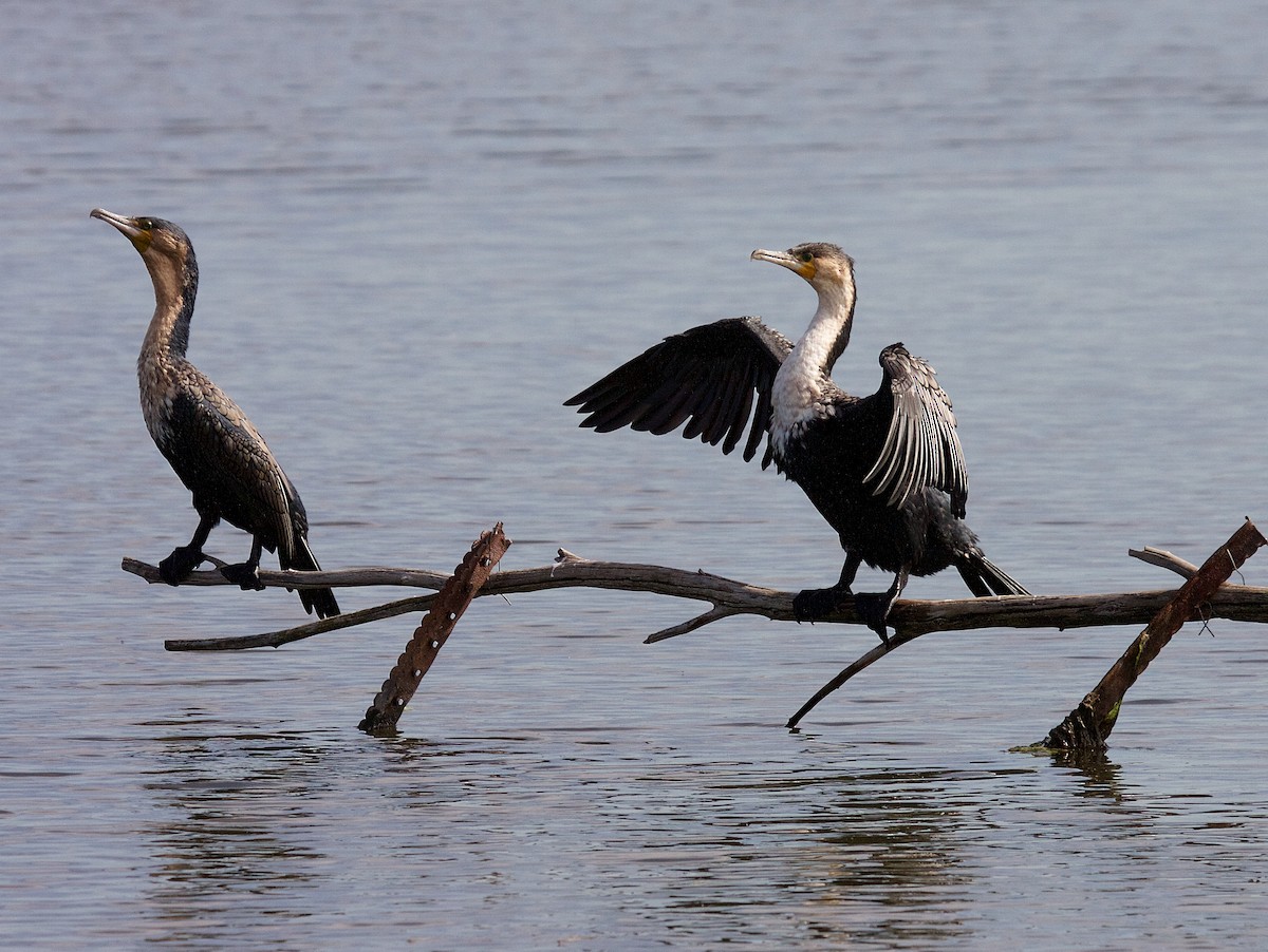 Great Cormorant (White-breasted) - ML71148211