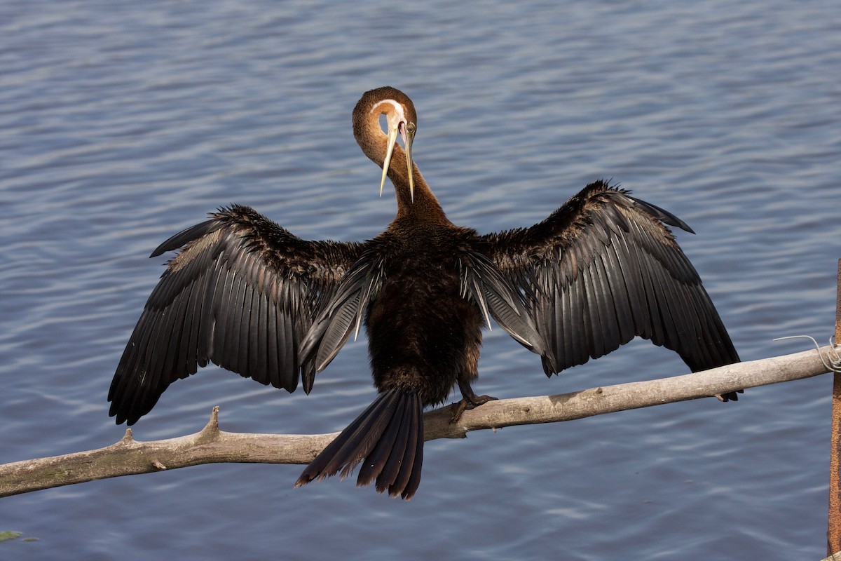 Anhinga d'Afrique - ML71148271