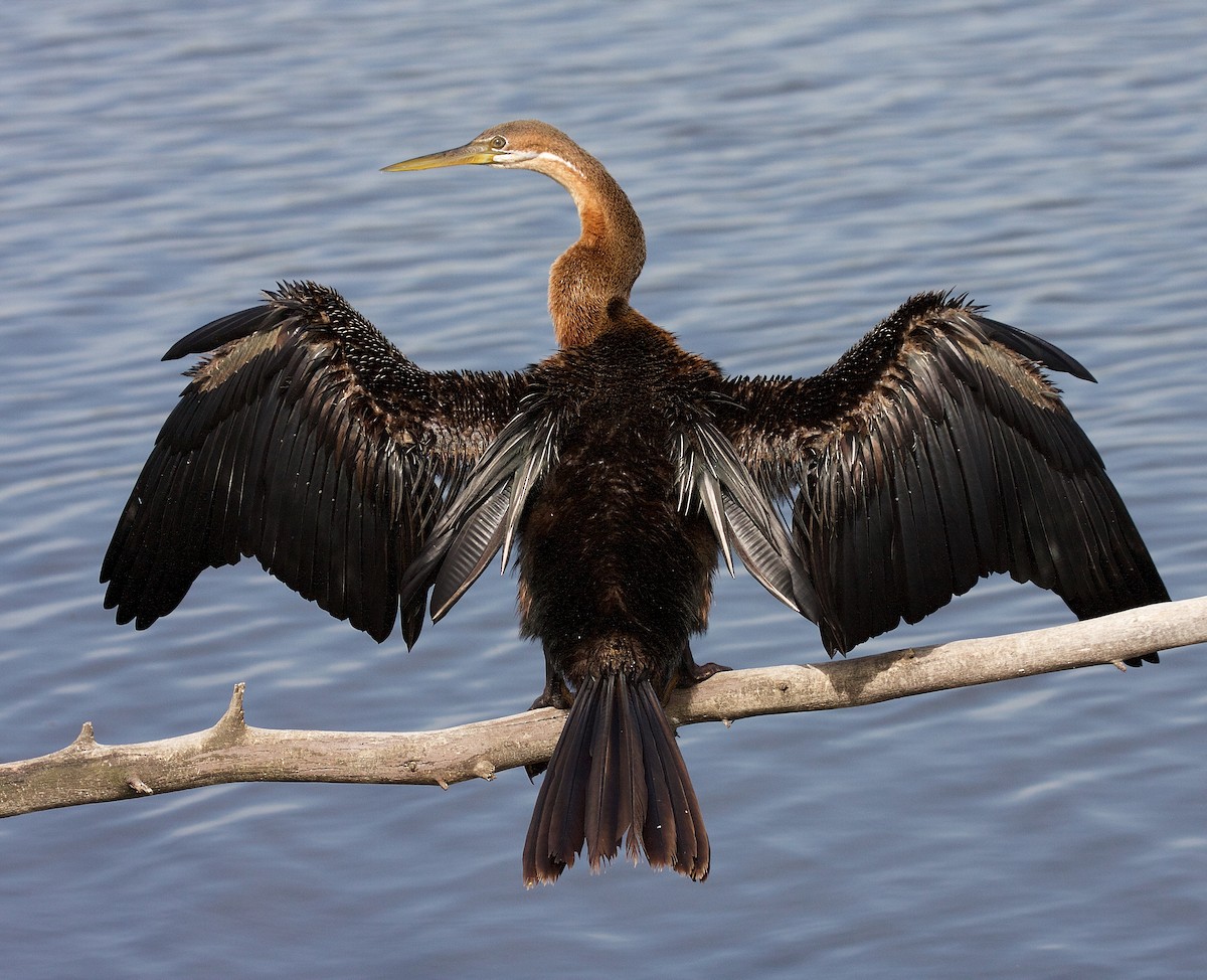 Afrika-Schlangenhalsvogel - ML71148301