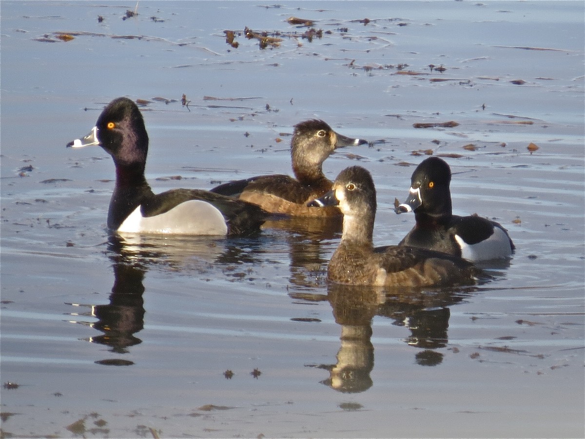 Ring-necked Duck - ML71148691