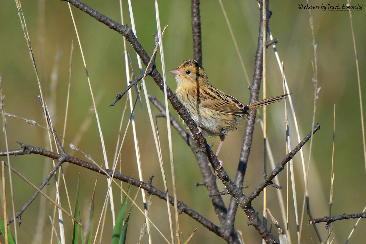 LeConte's Sparrow - ML71148831