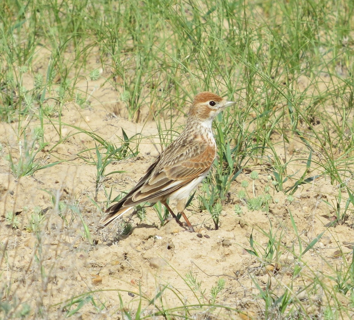 Calandria Aliblanca - ML711492