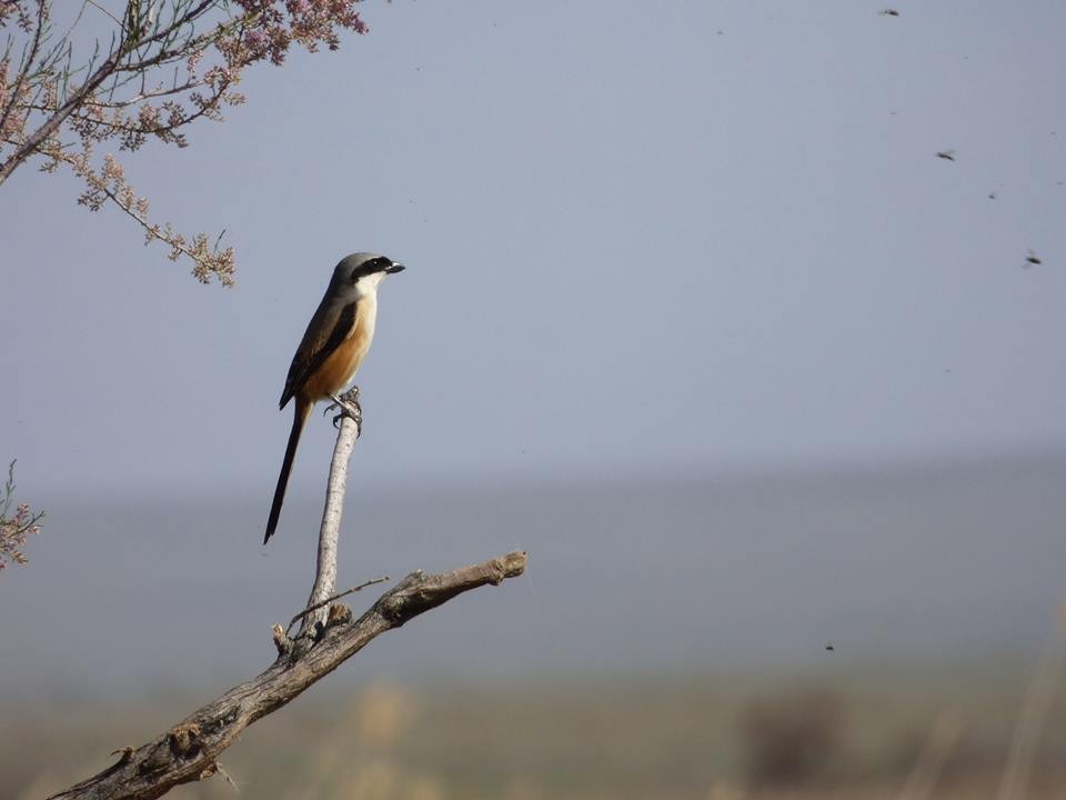 Long-tailed Shrike (erythronotus/caniceps) - ML711494