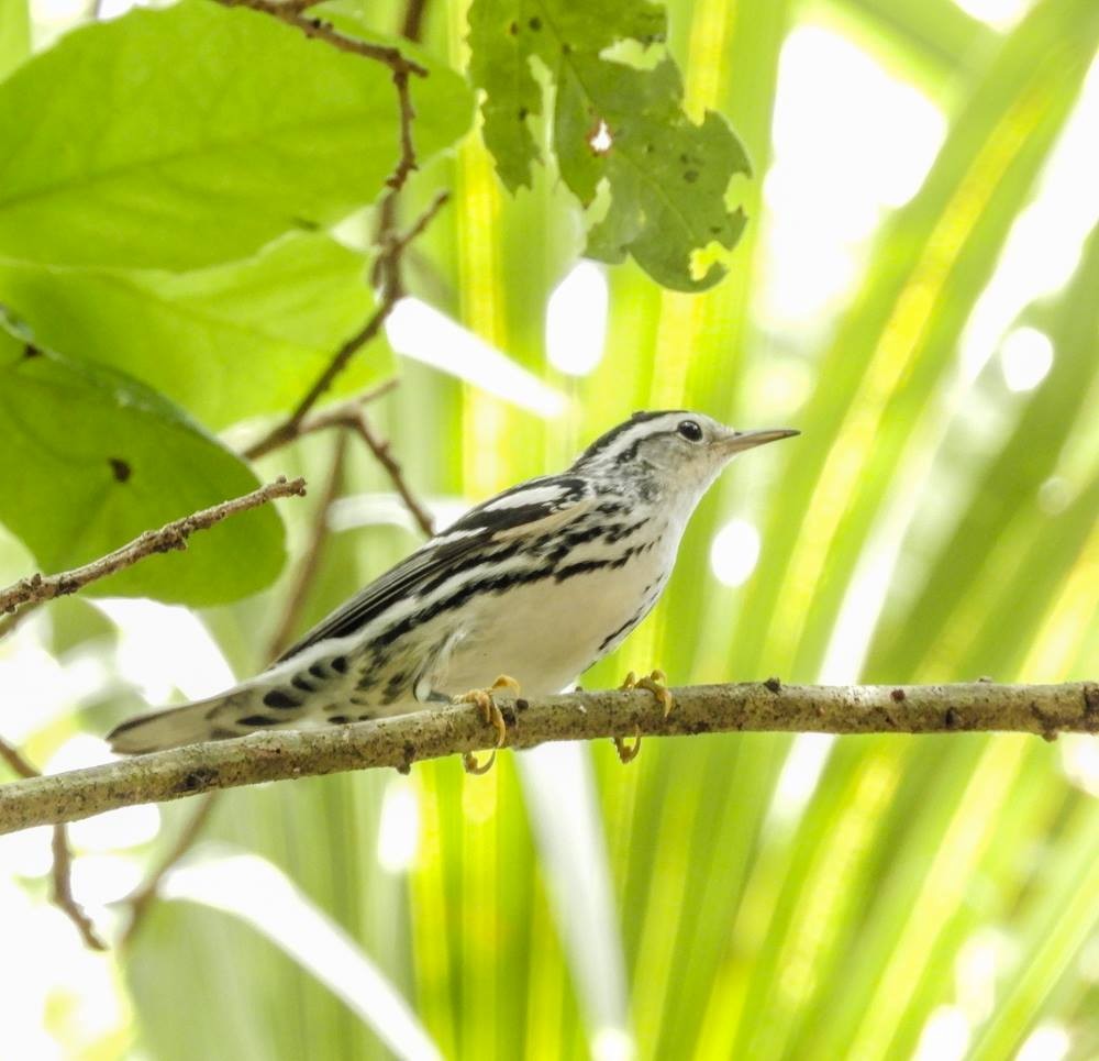 Black-and-white Warbler - ML71149401