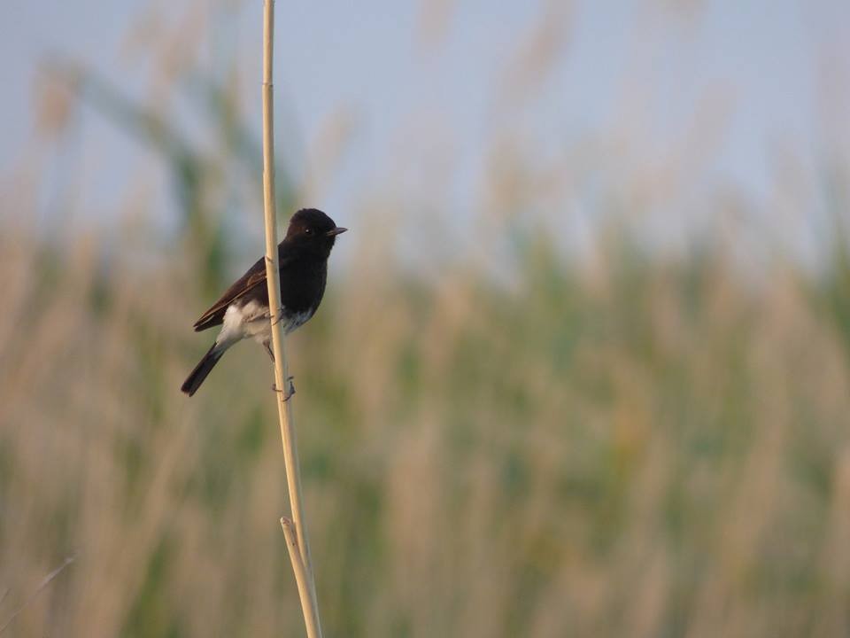 Pied Bushchat - ML711495