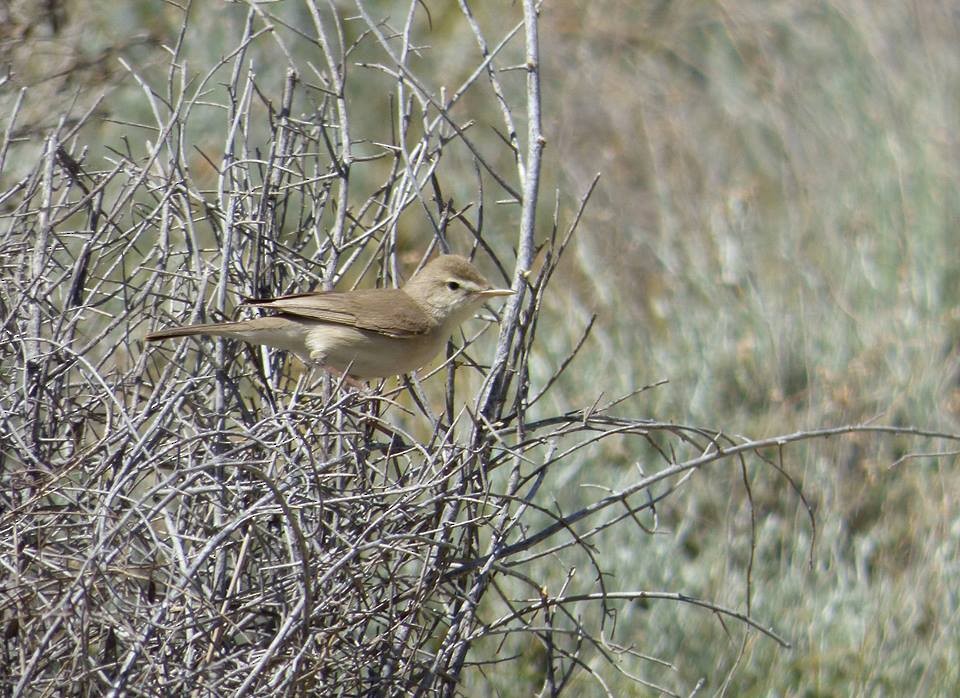 Upcher's Warbler - ML711497