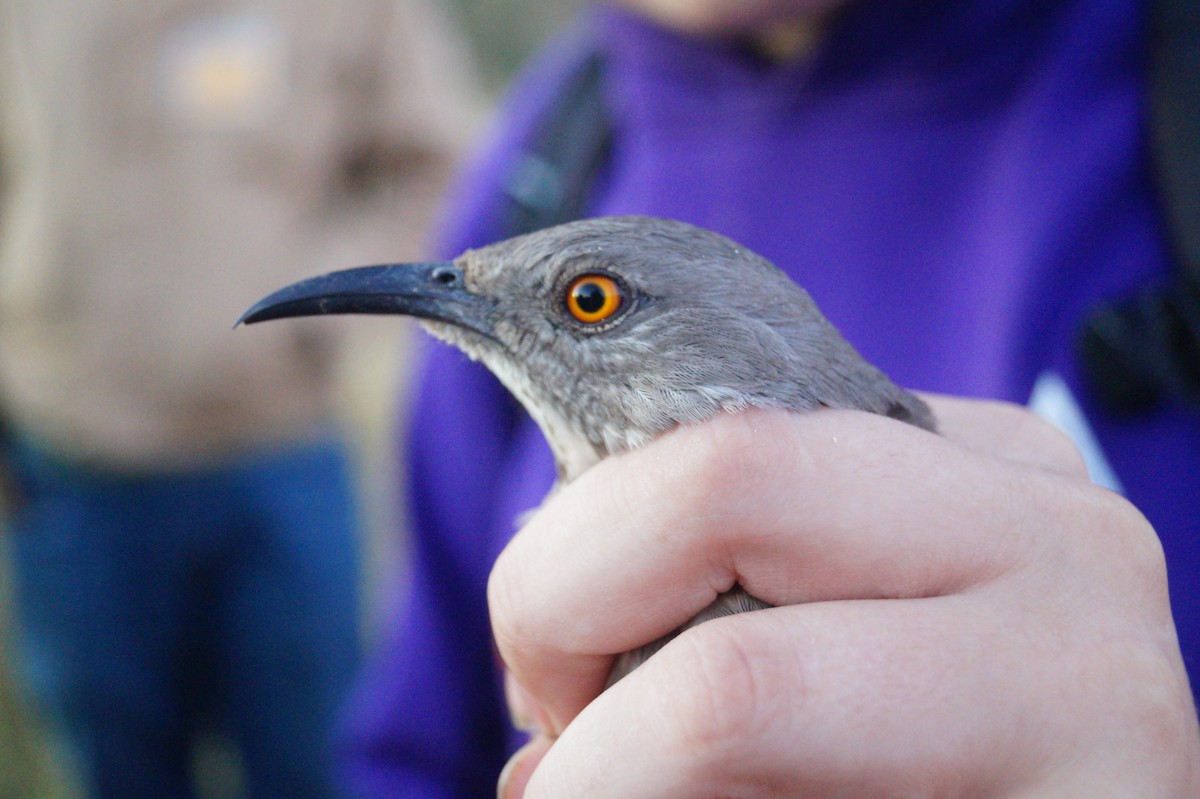 Curve-billed Thrasher - ML71149701