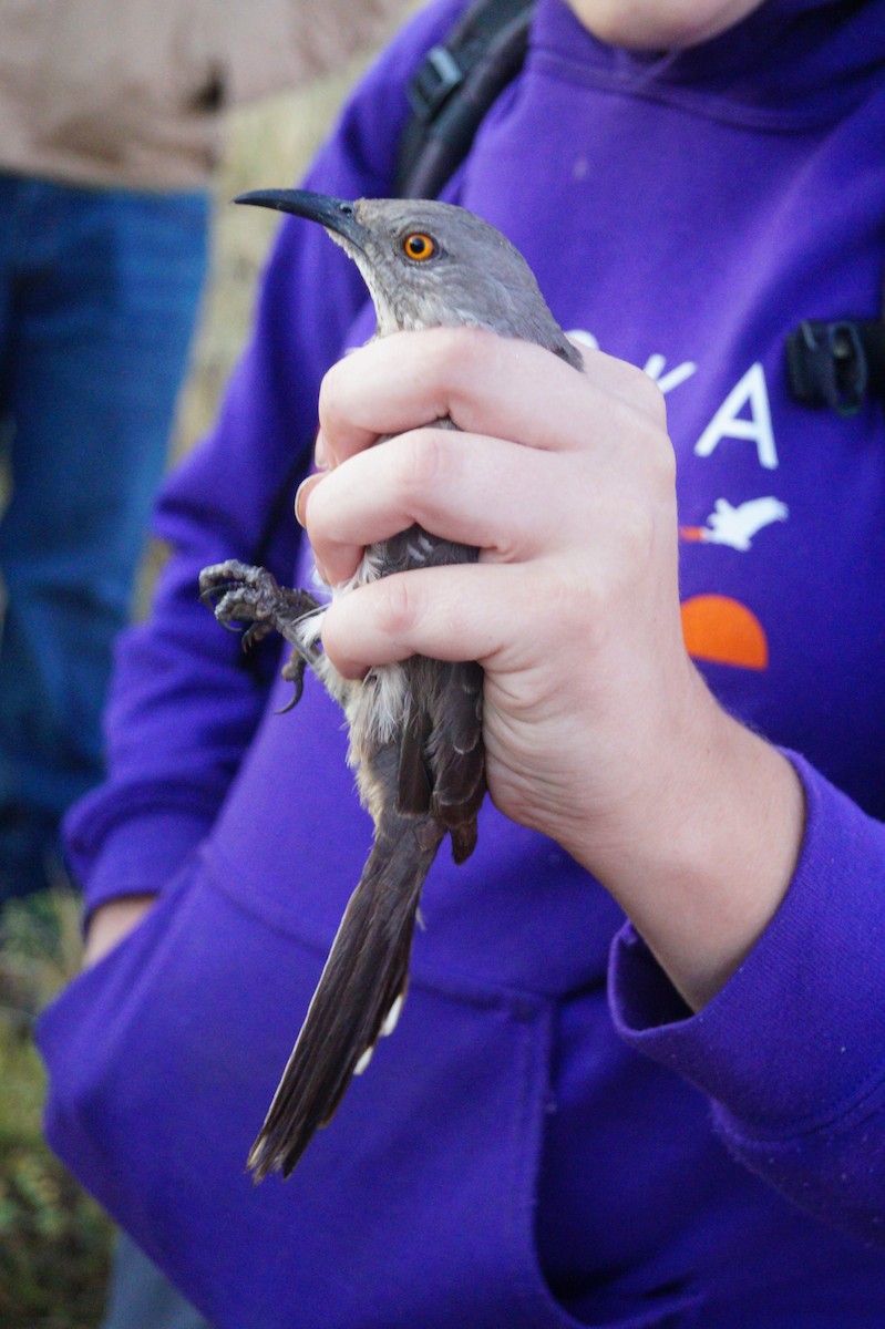 Curve-billed Thrasher - ML71149731