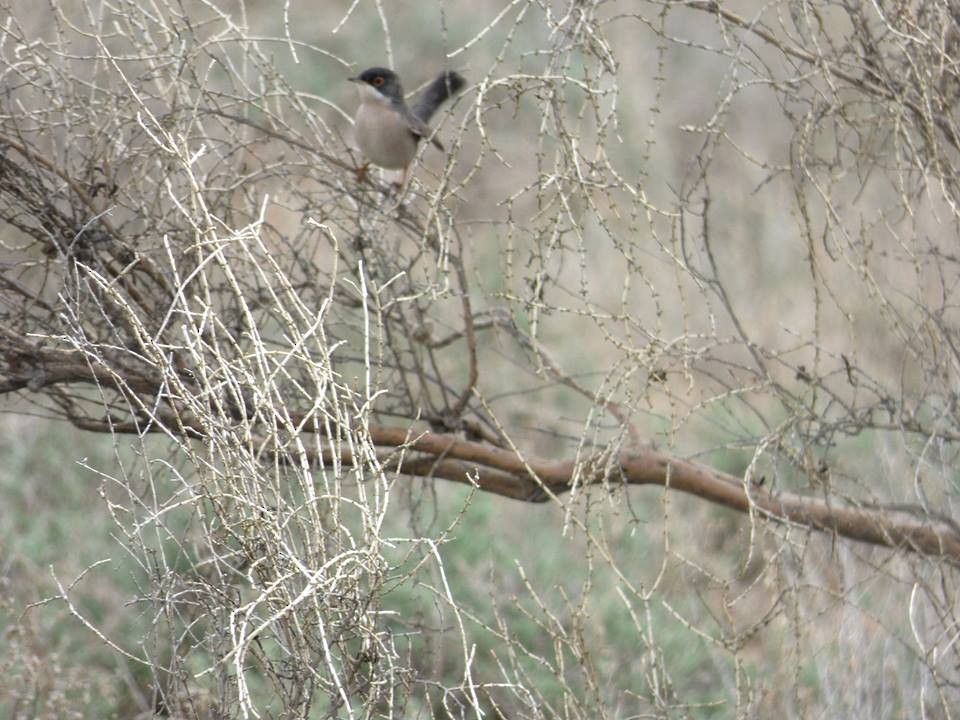 Menetries's Warbler (rubescens/turcmenica) - ML711500