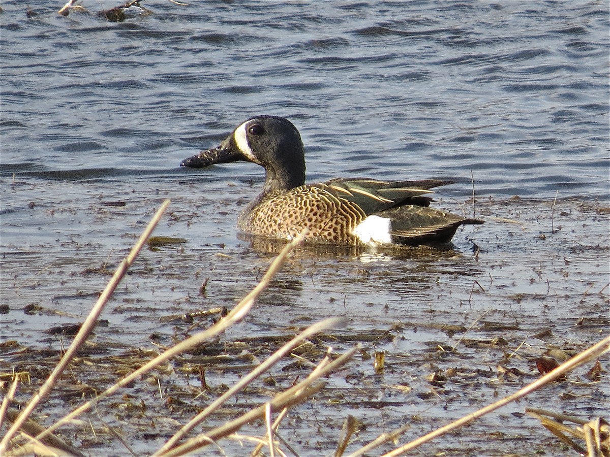 Blue-winged Teal - ML71150121