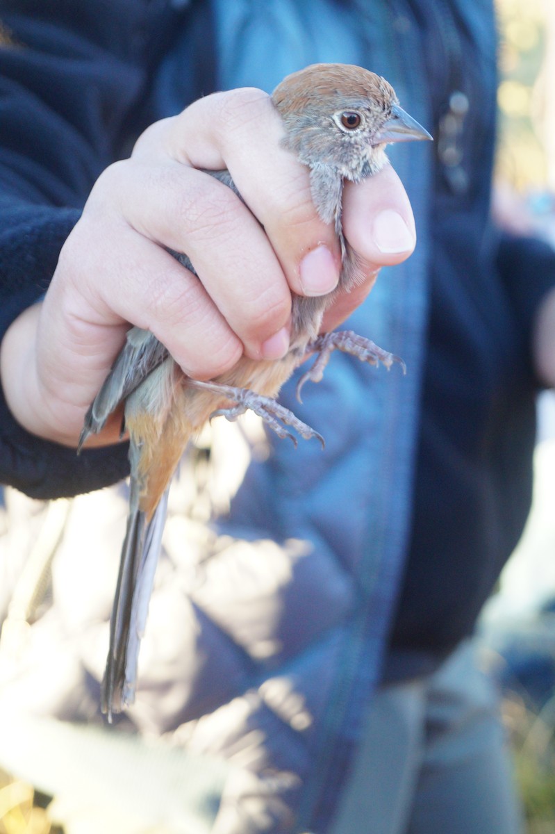 Canyon Towhee - ML71150441