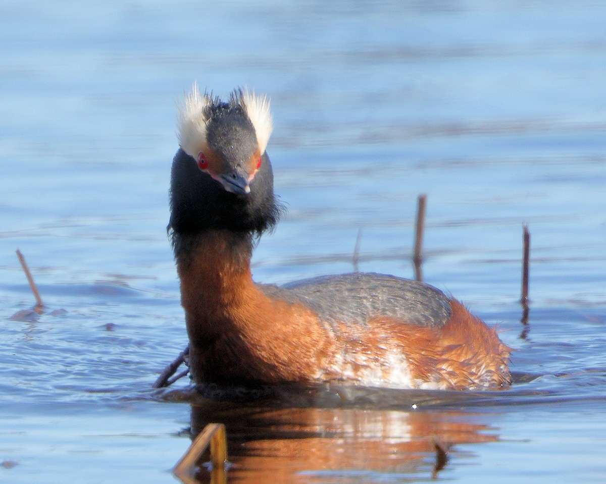 Horned Grebe - ML711515